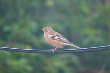 Common chaffinch (Fringilla coelebs) standing on a wire with a beautiful dark green camouflage-like background. Close-up of a bird standing on a wire at eye level with calm camouflage background.