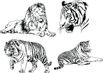 vector drawings sketches different predator , tigers, lions, cheetahs and leopards are drawn in ink by hand , objects with no background