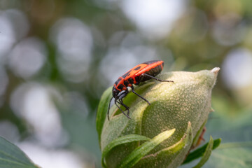 Pyrrhocoris apterus Nahaufnahme, Feuerwanze, die auf einer Pflanze sitzt. Makroaufnahme