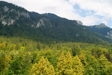 Beautiful forest view in Ammergauer Forest