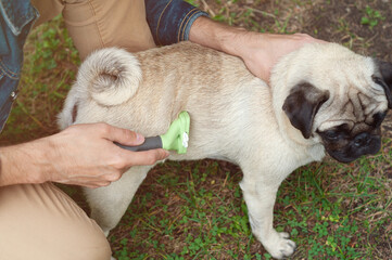Person combs dog with a metal grooming comb. seasonal molting of pets and removal of excess...