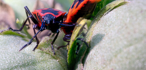 Pyrrhocoris apterus Nahaufnahme, Feuerwanze, die auf einer Pflanze sitzt. Makroaufnahme