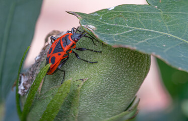 Pyrrhocoris apterus Nahaufnahme, Feuerwanze, die auf einer Pflanze sitzt. Makroaufnahme