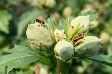 Pyrrhocoris apterus Nahaufnahme, Feuerwanze, die auf einer Pflanze sitzt. Makroaufnahme