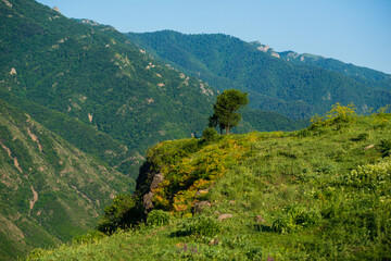 Rural landscape with field, alone tree and mountains, Armenia