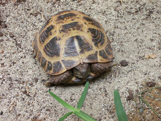 Russian tortoise hiding in his shell.