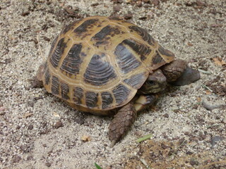 Russian tortoise walking.