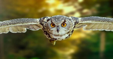 owl bird