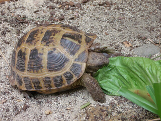 Russian tortoise eating lettuce.