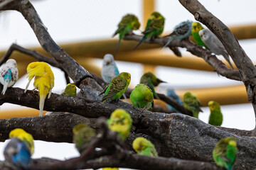 Stunning Colourful Budgies