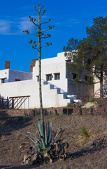 an agave plant with a tall stalk behind the Indian Lodge near Fort Davis