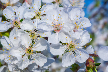 Fototapeta premium Branches of blossoming apricot macro
