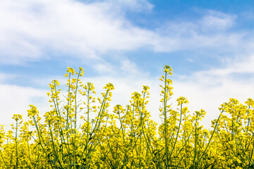 Obraz premium Blühendes Rapsfeld im Frühling