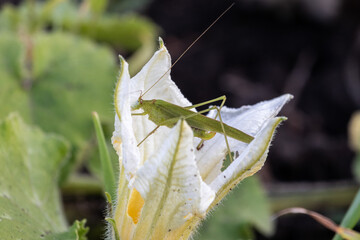 green grasshopper sitting on a pumpkin flower