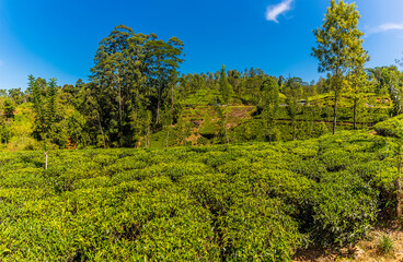Fototapeta na wymiar A panorama view of tea bushes on a plantation in upland tea country in Sri Lanka, Asia