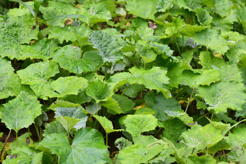 Tussilago farfara grows in nature