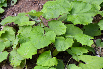Tussilago farfara grows in nature