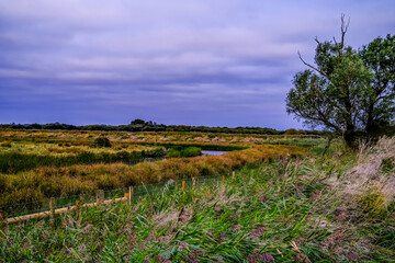 The flat Norfolk marshes and grazing land in the village of South Walsham
