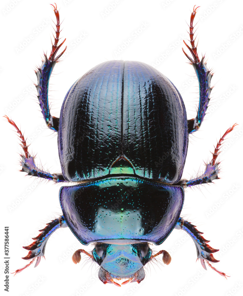 Wall mural anoplotrupes stercorosus dor beetle, is a species of earth-boring dung beetle belonging to the famil