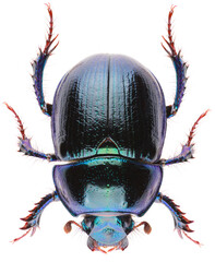 Anoplotrupes stercorosus dor beetle, is a species of earth-boring dung beetle belonging to the...