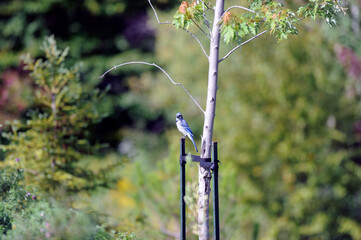 un geai bleu sur un arbre avec un support