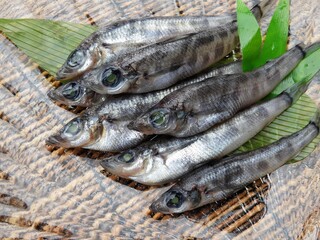 魚　メヒカリ