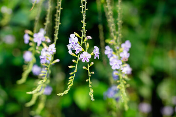 Close up and selective focus purple flowers blurred green leaves background. nature background