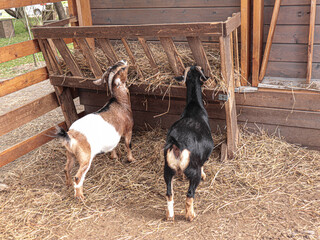 Funny goats in natural habitat