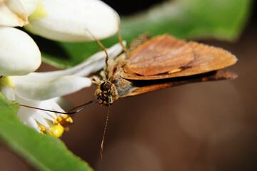 Orange Dart butterfly on flower