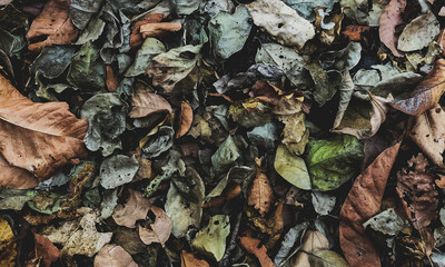 leaves on the ground
