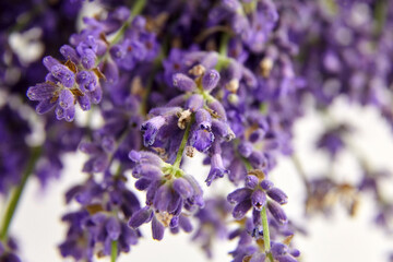 Purple floral background - fresh lavender flowers