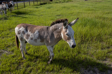 Cute domestic donkey on a farm.