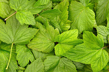 Black currant green leaves texture background