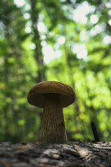 Beautiful mushroom boletus edulis