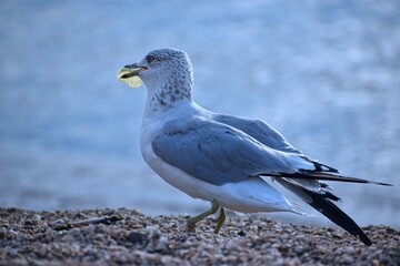 seagull eating potato chips