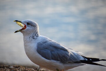 seagull eating potato chips
