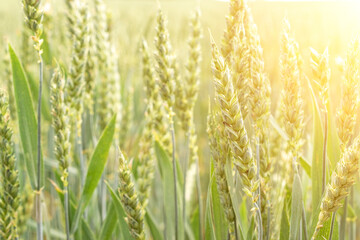 Field grains. Rye landscape harvest in sun day. Bread plant agriculture farm cereal crop in sunset....