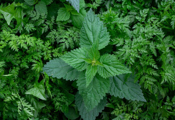 Fresh nettle leaves. Thickets of nettles. Medicinal plant. Green leaves background