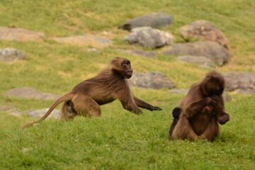 BABOON RUNNING 2