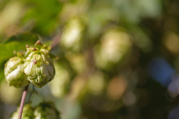 The wicker of hops with cones in the garden autumn. Bottom view, narrow focus.
