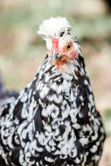 portrait de la poule