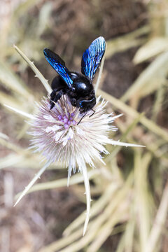 abeille charpenti&egrave;re ou abeille bleu butine