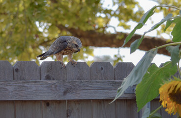 A beautiful wild Kite bird sitting on a wooden fence looking downward