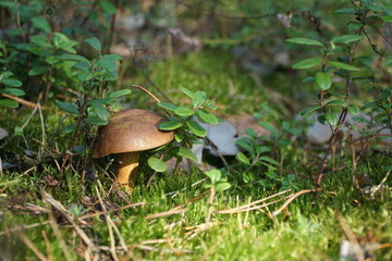 Wild mushroom (bay bolete) growing in natural forest in autumn among the green moss and the...