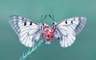 Macro shots, Beautiful nature scene. Closeup beautiful butterfly sitting on the flower in a summer garden.

