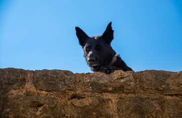 Dog on the wall, guard animal on the stone walls of the old town of Budva