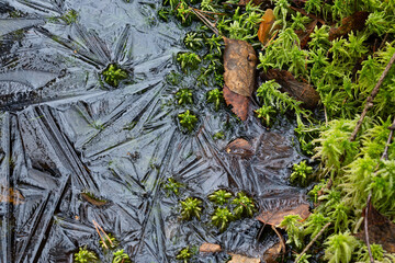 Moss and ice close-up. Natural background with green moss and frozen water during frosts. Cold weather in the forest. Texture with patterns on the ice surface. Northern nature.