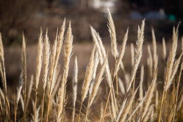 Fototapeta premium grass in the morning