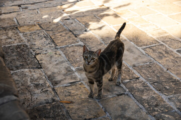 Obraz na płótnie Canvas The cat of the old town of Budva asks for food, against the background of a stone, montenegro