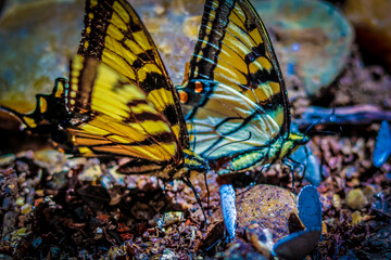 butterfly on a rock